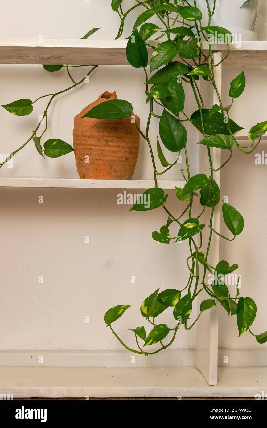 Antique ceramic vase and potted green plant on wooden shelf. Interior