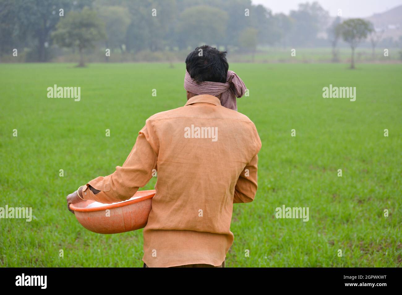 Indian farmer wheat field hi-res stock photography and images - Alamy