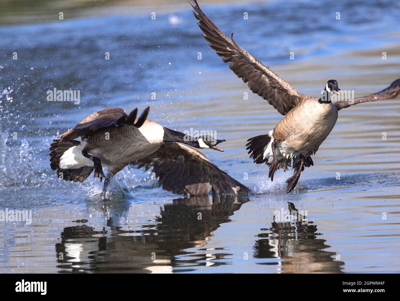 A pair of Canada Geese, in conflict with each other, have come ashore as one chases the other away from its territory. Stock Photo