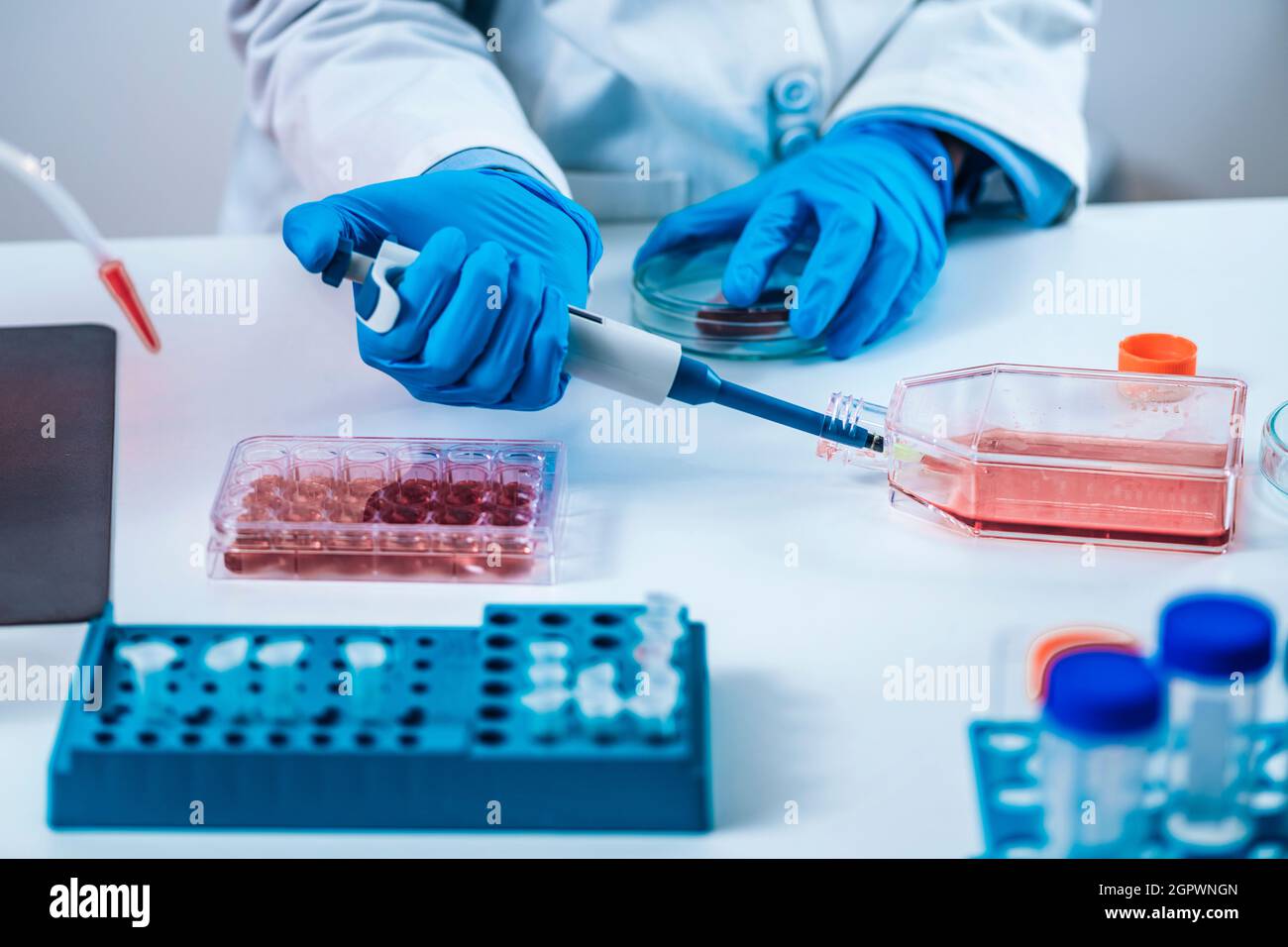 Biotechnology Female Researcher In Laboratory Working With Cell Culture