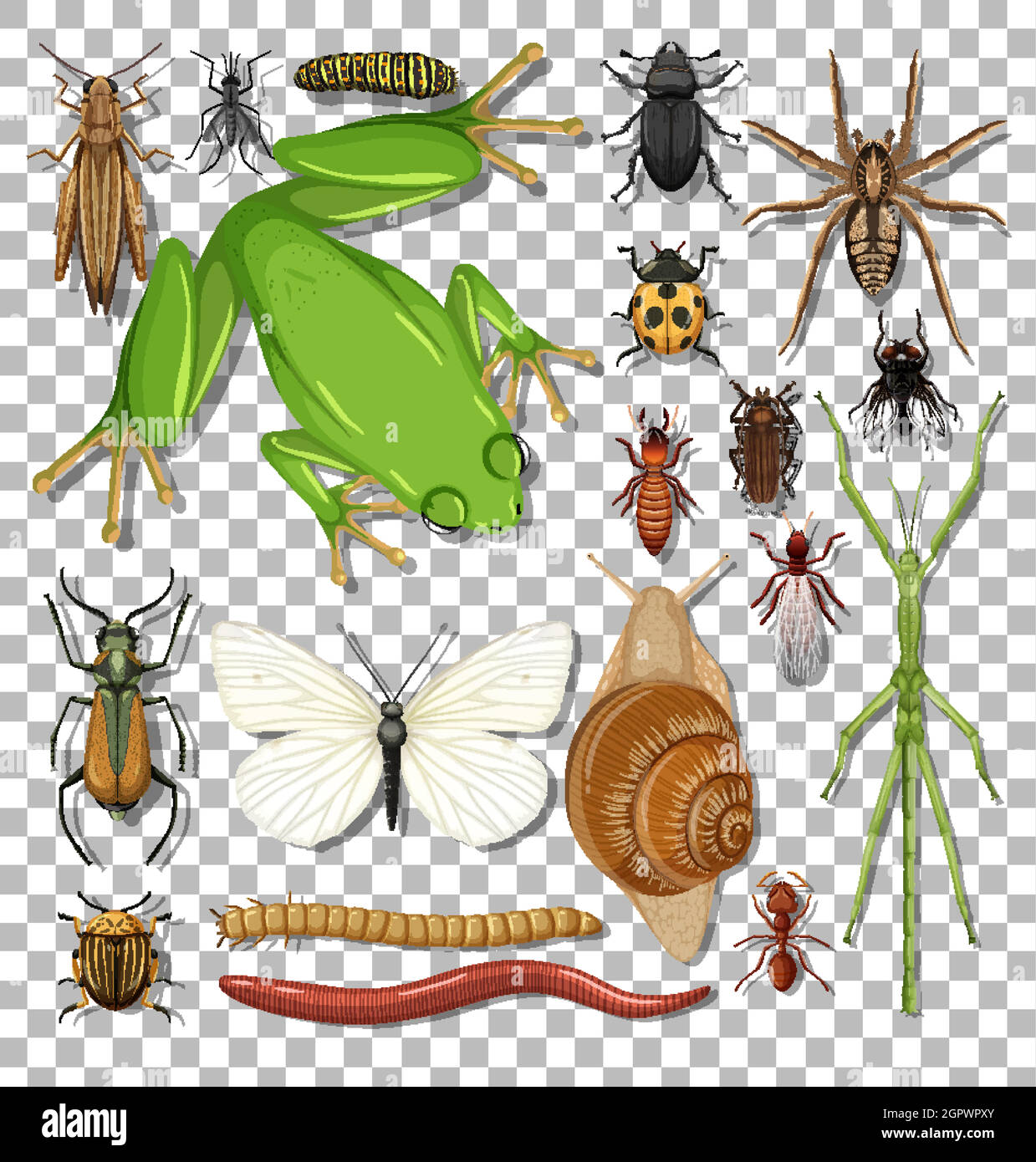 Set of different insects on transparent background Stock Vector