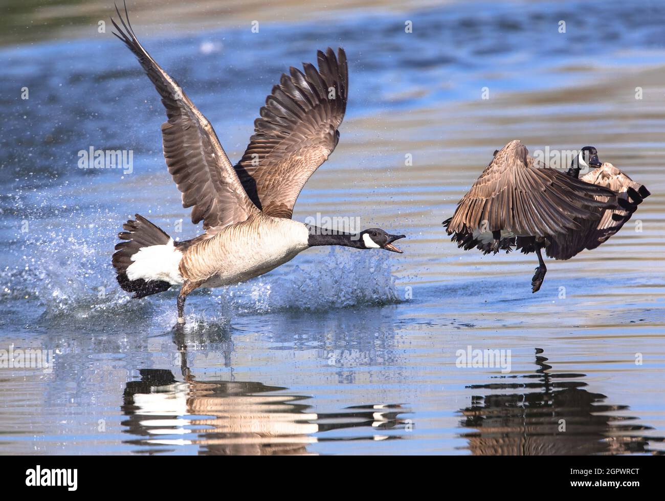 A Canada Goose stubbornly keeps up a spirited chase to drive another goose out of its territory. Stock Photo