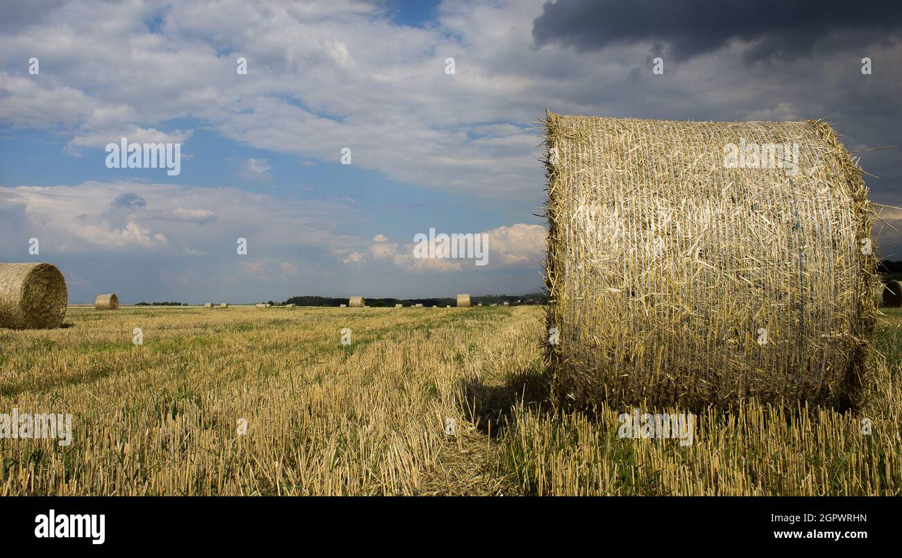 A field with straw bales after harvest on the sky background Stock ...