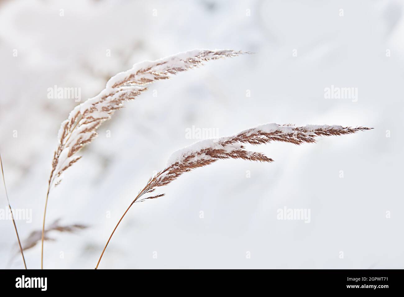 A trendy panicle of the Pampas in the snow on a white natural background. Stock Photo