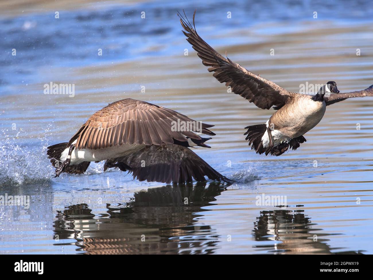 An aggressive Canadian Goose won't give up its chase of another goose after having chased it ashore. Stock Photo