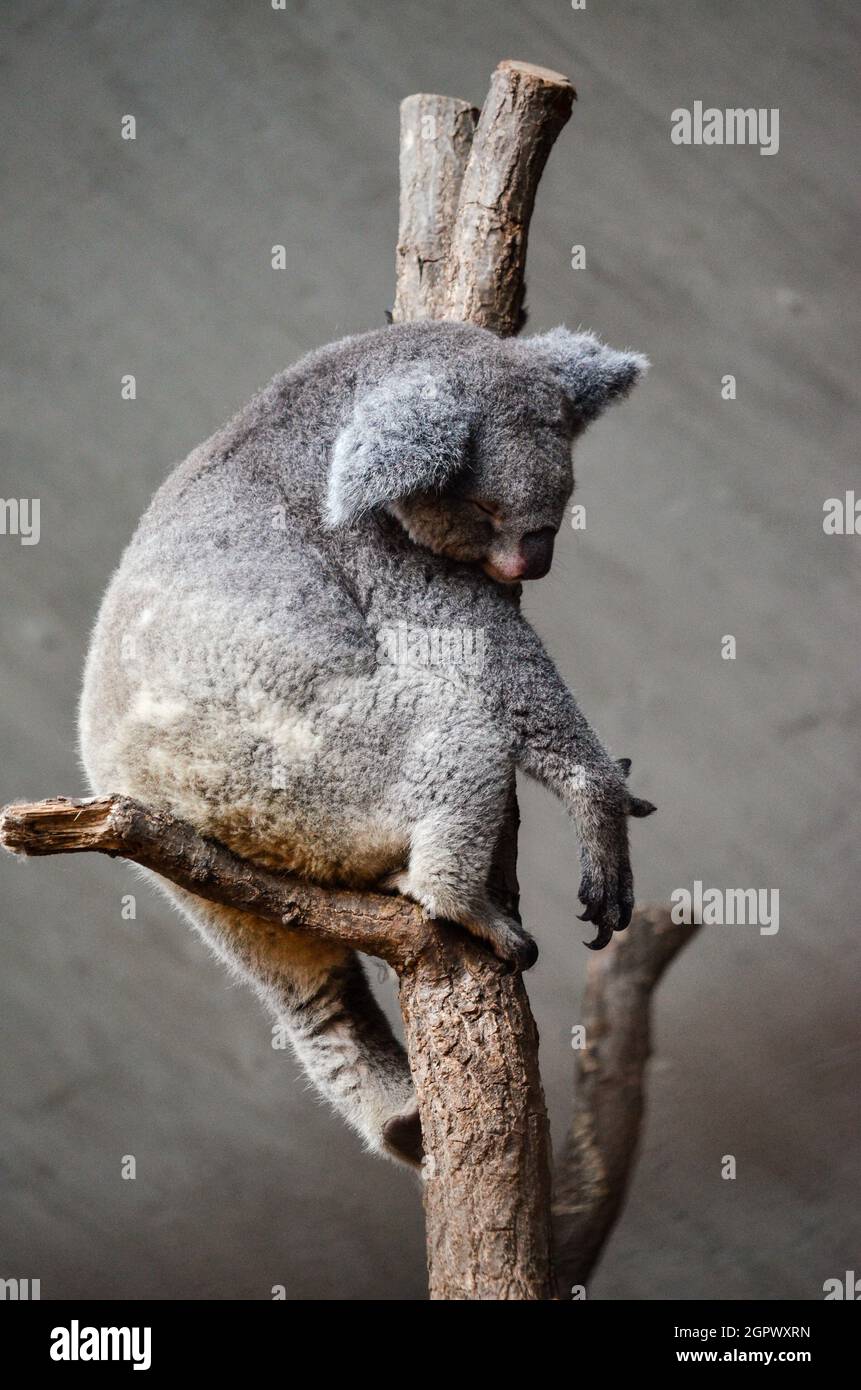 Koalas In Zoo Zurich Stock Photo