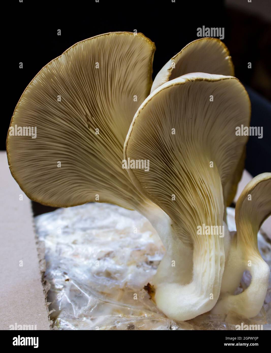 A grouping of large oyster mushrooms, Pleurotus Ostreatus, growing from a home growing kit Stock Photo