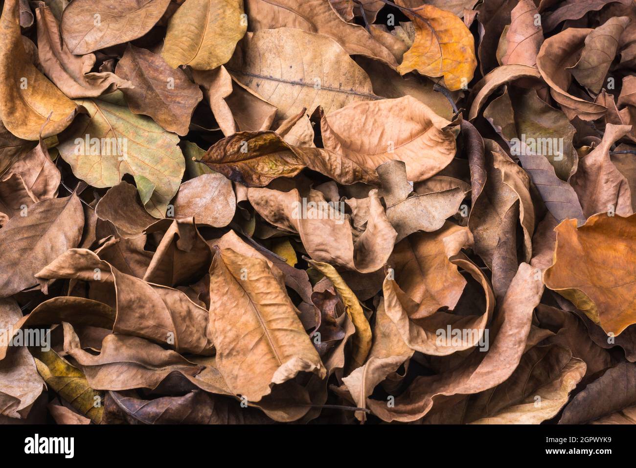 dried tree leaves, dead, fallen and discolored leaves surface, natural  background texture or wallpaper abstract, closeup side view Stock Photo -  Alamy