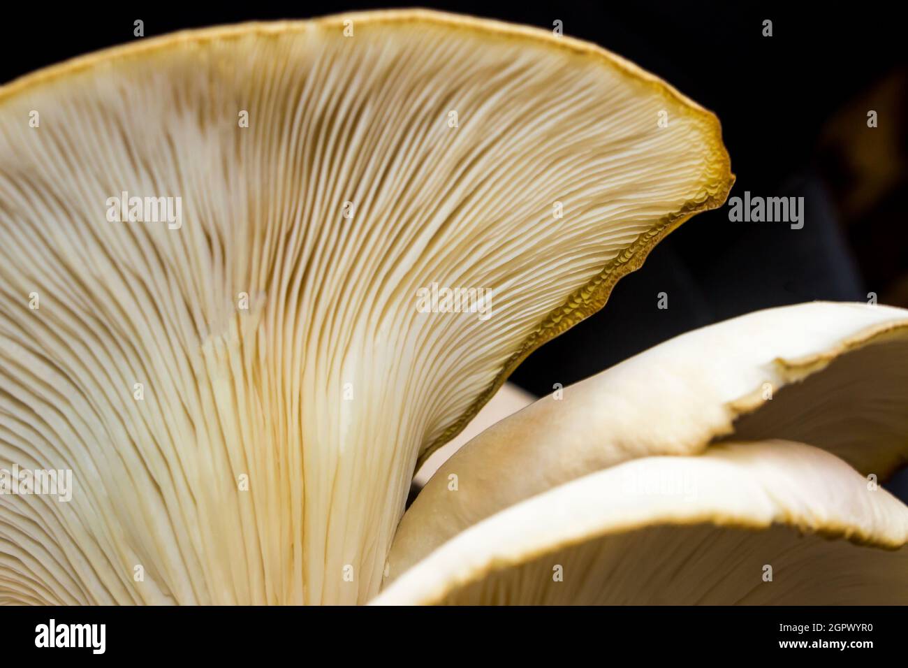 A cluster of Oyster Mushrooms, Pleurotus Ostreatus, as seen from below against a black background Stock Photo