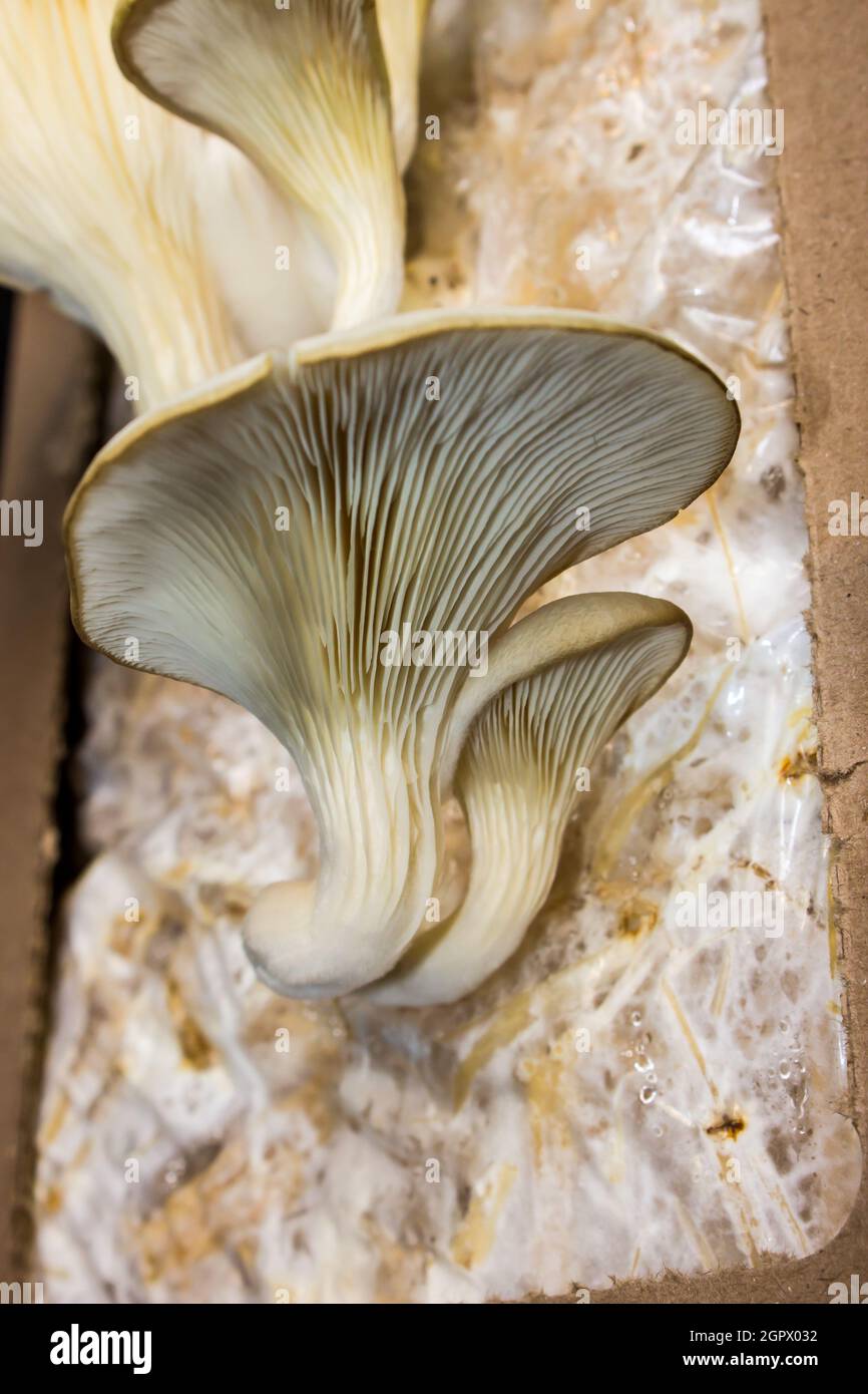 A grouping of large oyster mushrooms, Pleurotus Ostreatus, growing from a home growing kit Stock Photo