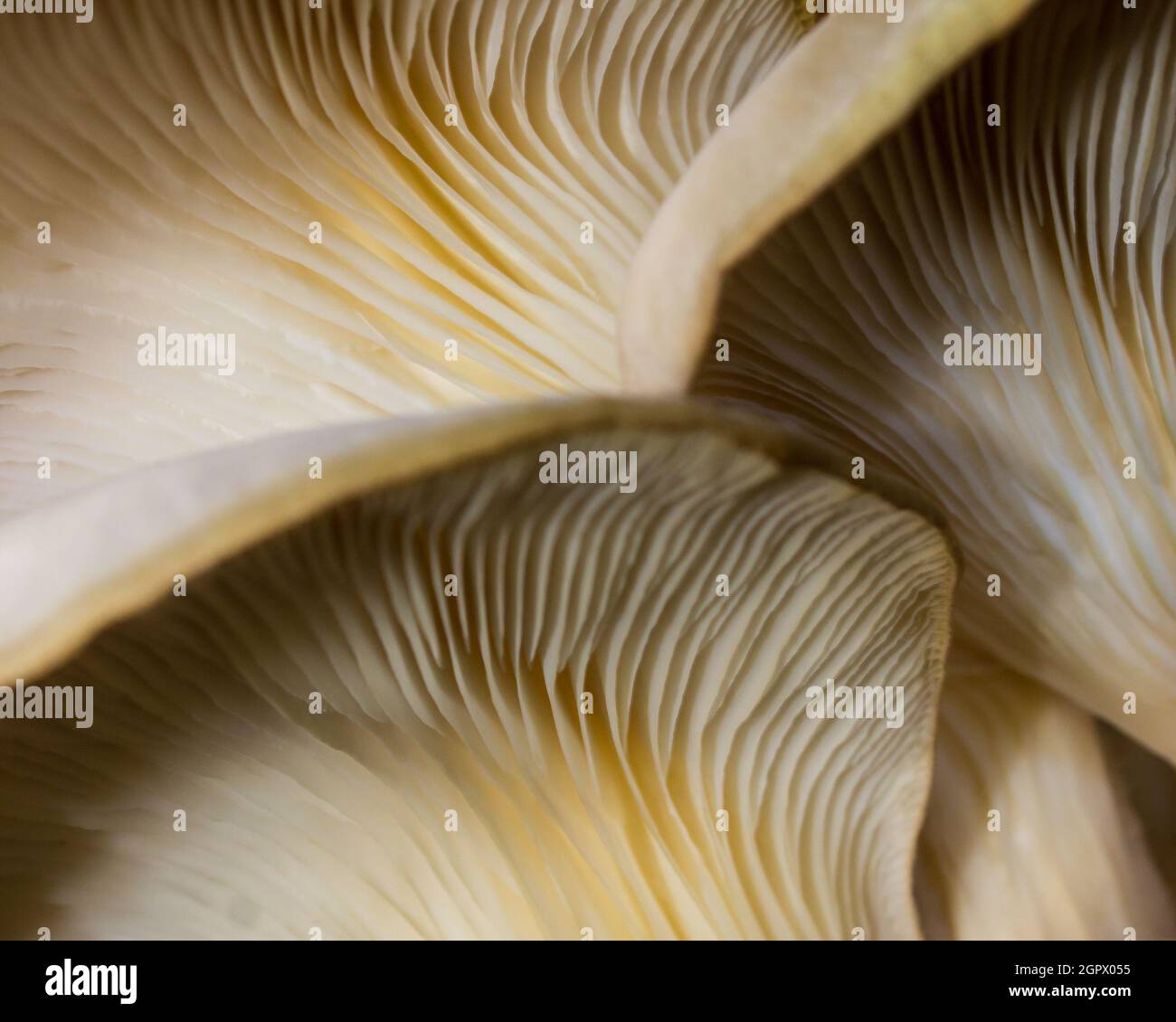 Abstract close-up view of the gills of the beige colored Oyster Mushrooms, Pleurotus Ostreatus Stock Photo