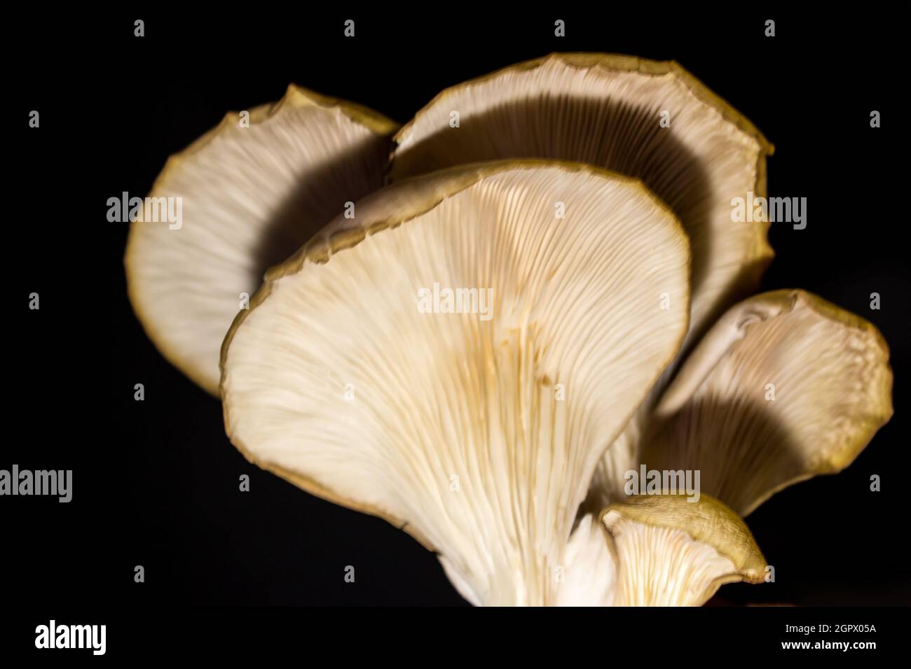 A cluster of Oyster Mushrooms, Pleurotus Ostreatus, as seen from below against a black background Stock Photo