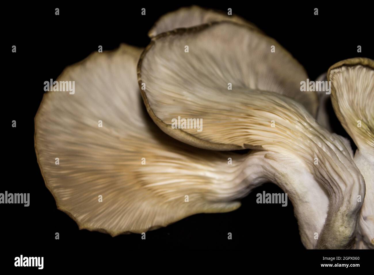 A cluster of Oyster Mushrooms, Pleurotus Ostreatus, as seen from below against a black background Stock Photo