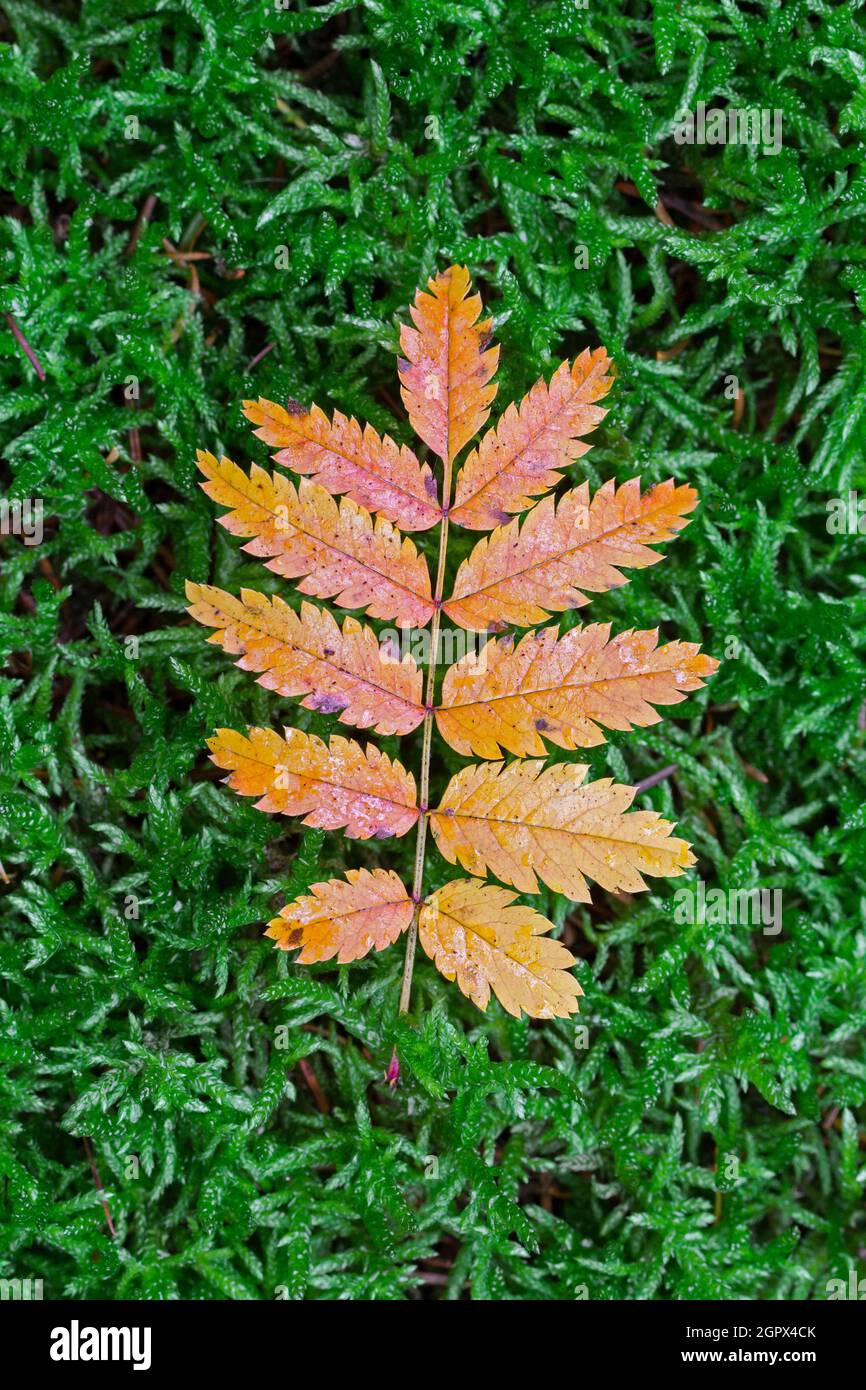Rowan / mountain-ash (Sorbus aucuparia) fallen leaf on moss showing fall colours in autumn Stock Photo