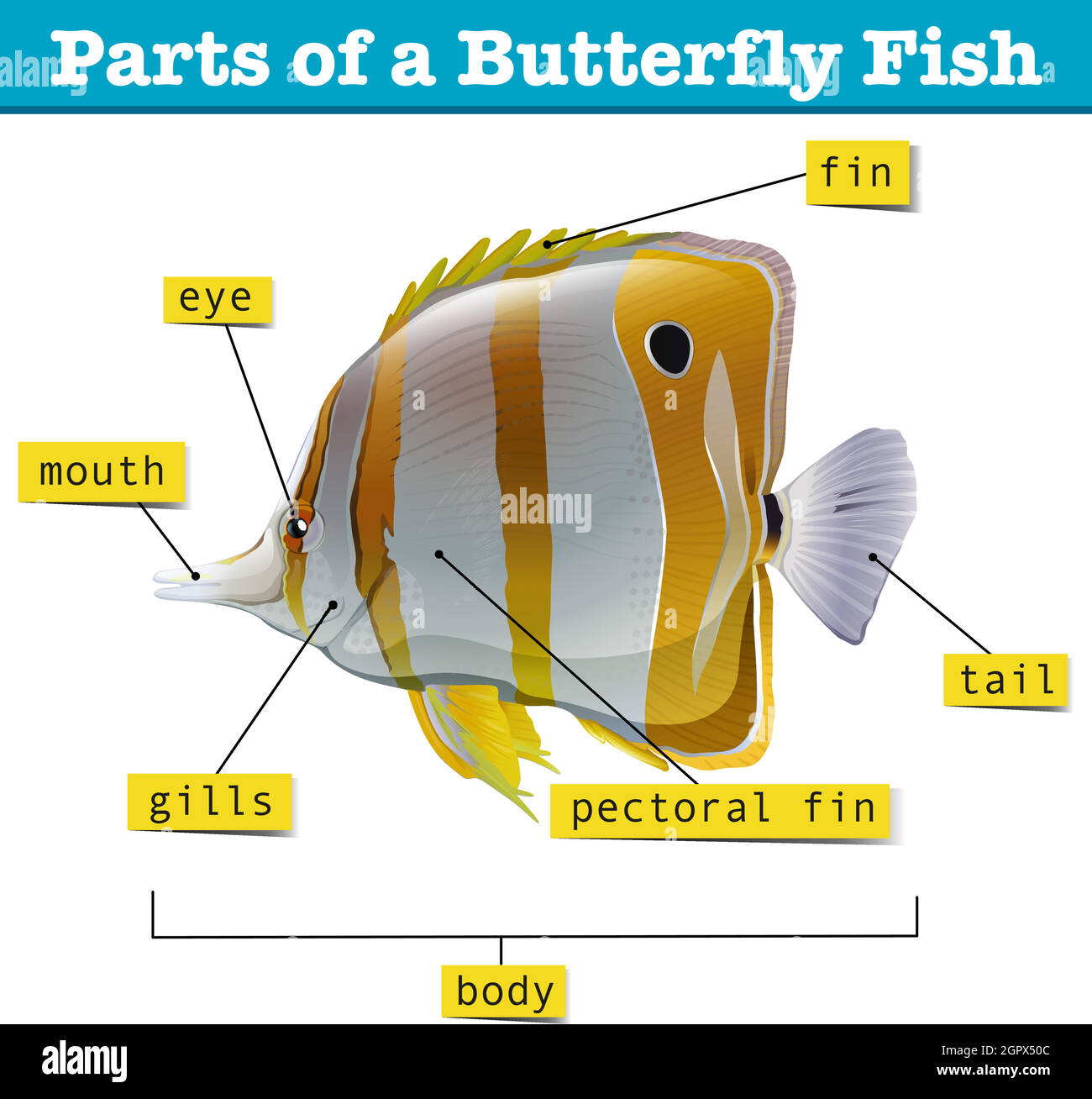 Diagram of different parts of fish Stock Vector