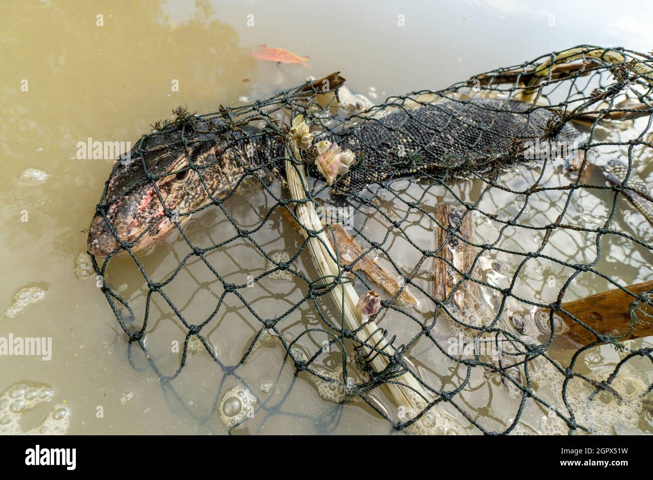 Closeup of the monitor lizard accidentally trapped in a crab trap