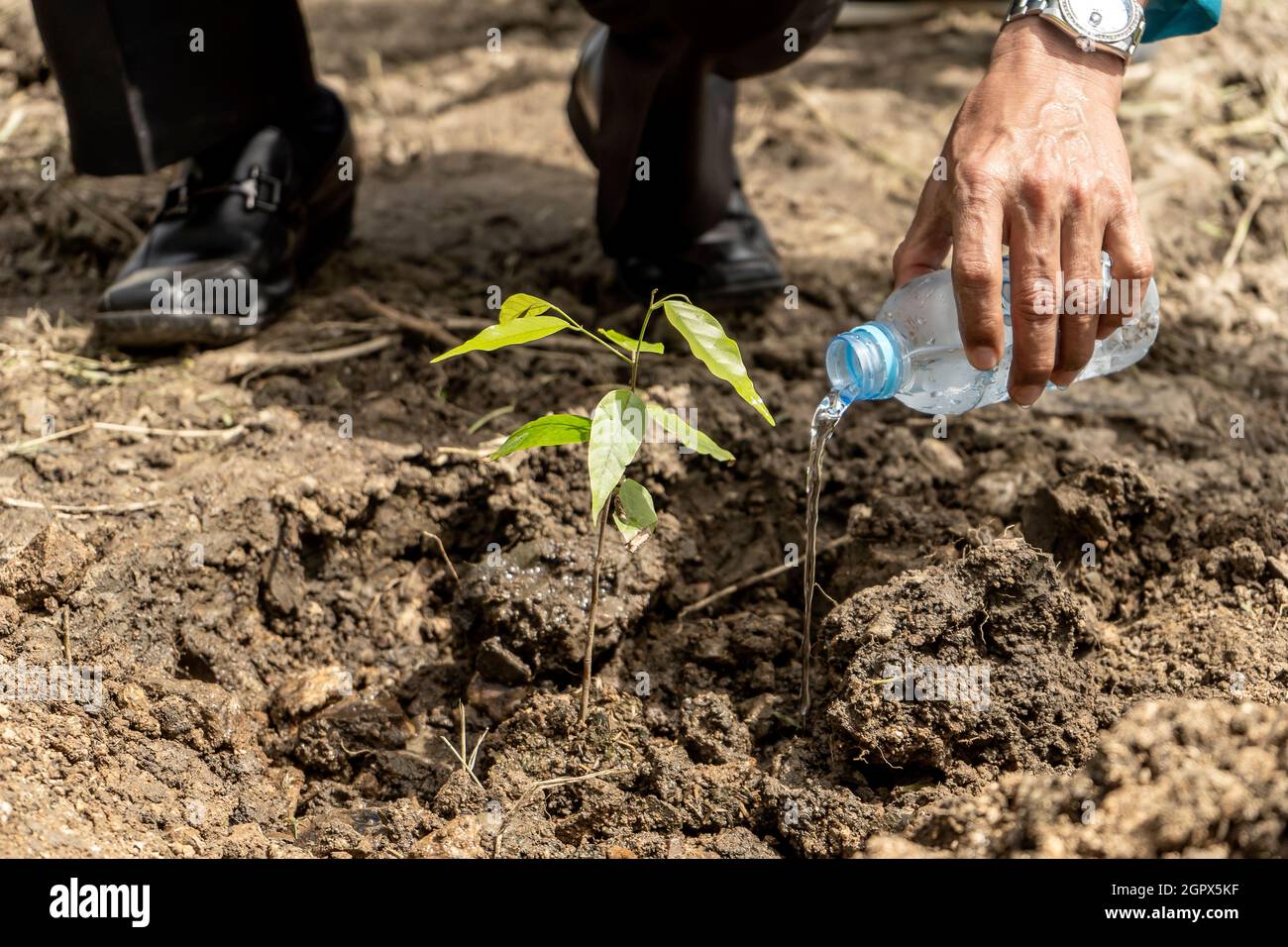 Hands Watering Plants By Pouring Water From Bottle Into Young Baby Tree Stock Photo Alamy