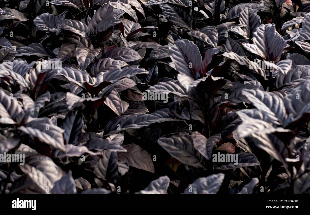 abstract backdrop or Dark leaves texture background, monsoon mood Stock Photo