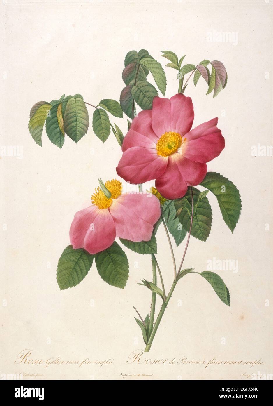 Rosier de Provinsi (From La Couronne de roses), 1817-1824. Private Collection. Stock Photo