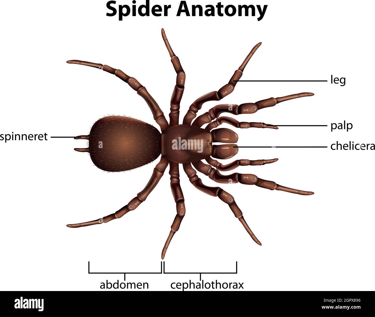 Anatomy of a spider Stock Vector