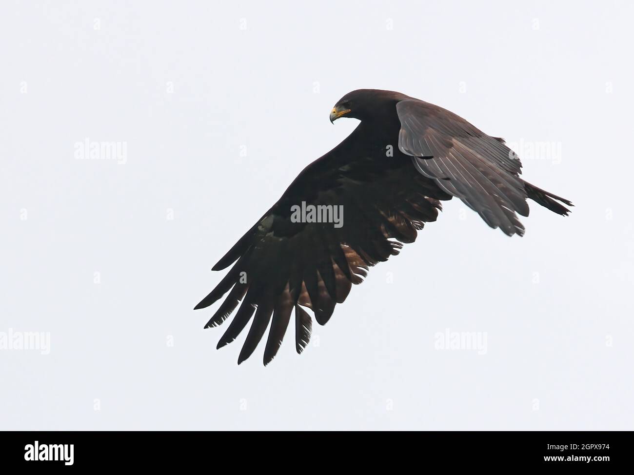 Black Eagle (Ictinaetus malayensis perniger) sub-adult in flight Sinharaja, Sri Lanka               December Stock Photo