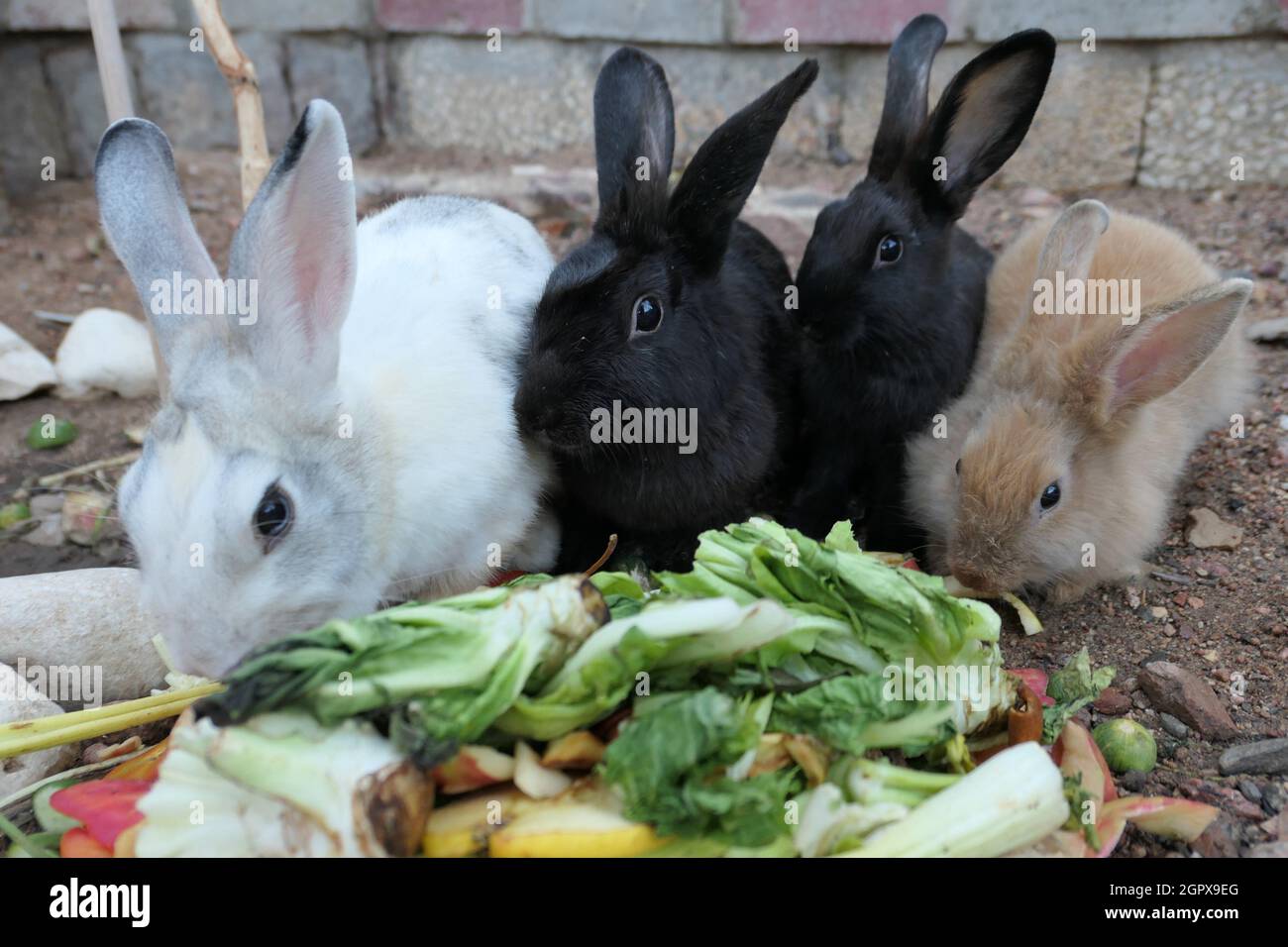 Apa arnab makan Azura rabbits: