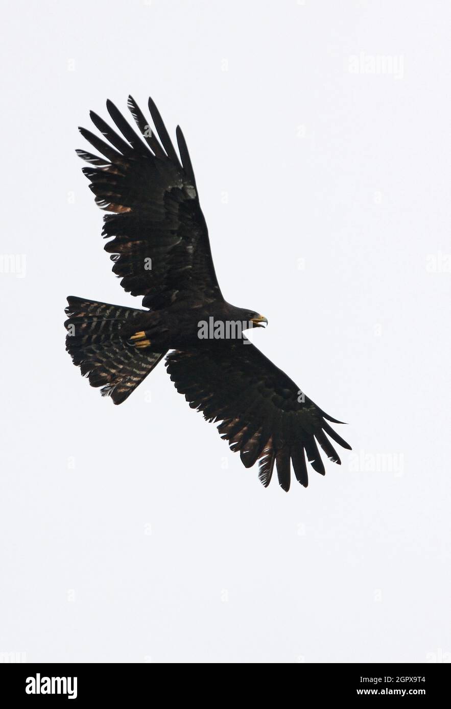 Black Eagle (Ictinaetus malayensis perniger) sub-adult calling in flight  Sinharaja, Sri Lanka               December Stock Photo