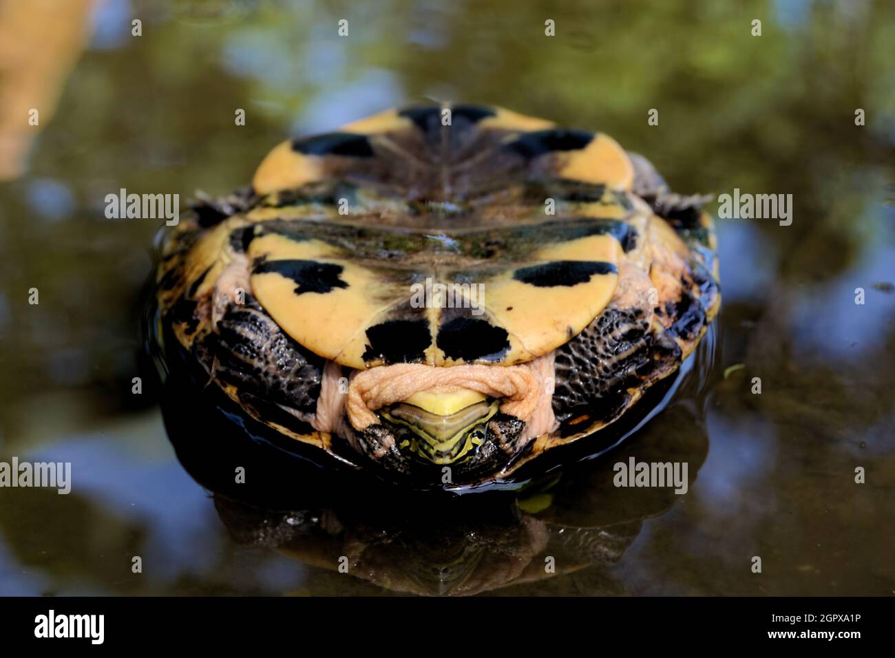 Turtle Upside Down Stock Photo Alamy