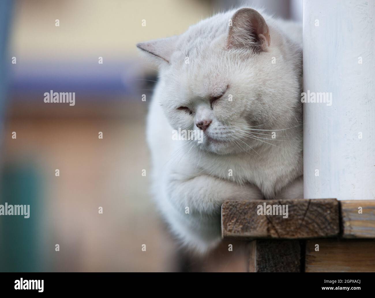 Fluffy white cat sleeping on the porch railing Stock Photo - Alamy