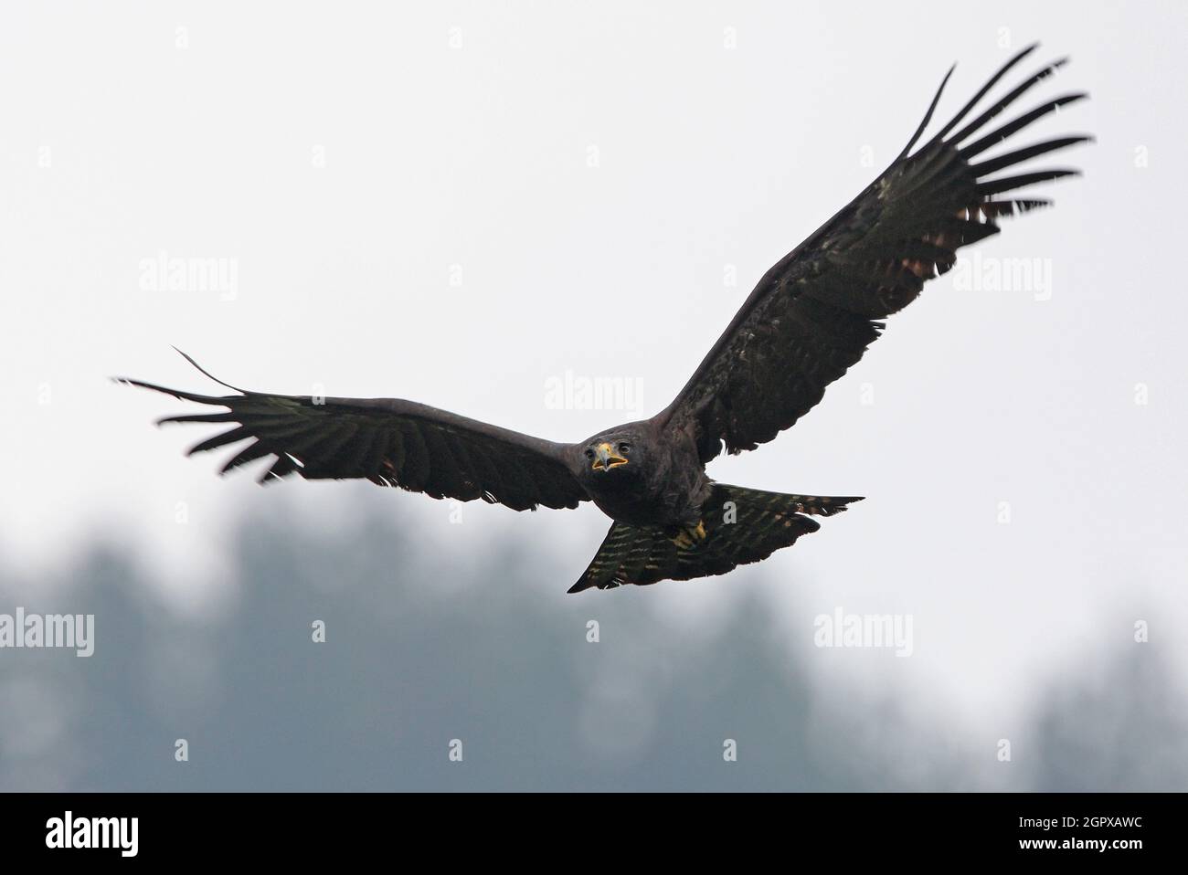 Black Eagle (Ictinaetus malayensis perniger) sub-adult calling in flight  Sinharaja, Sri Lanka               December Stock Photo
