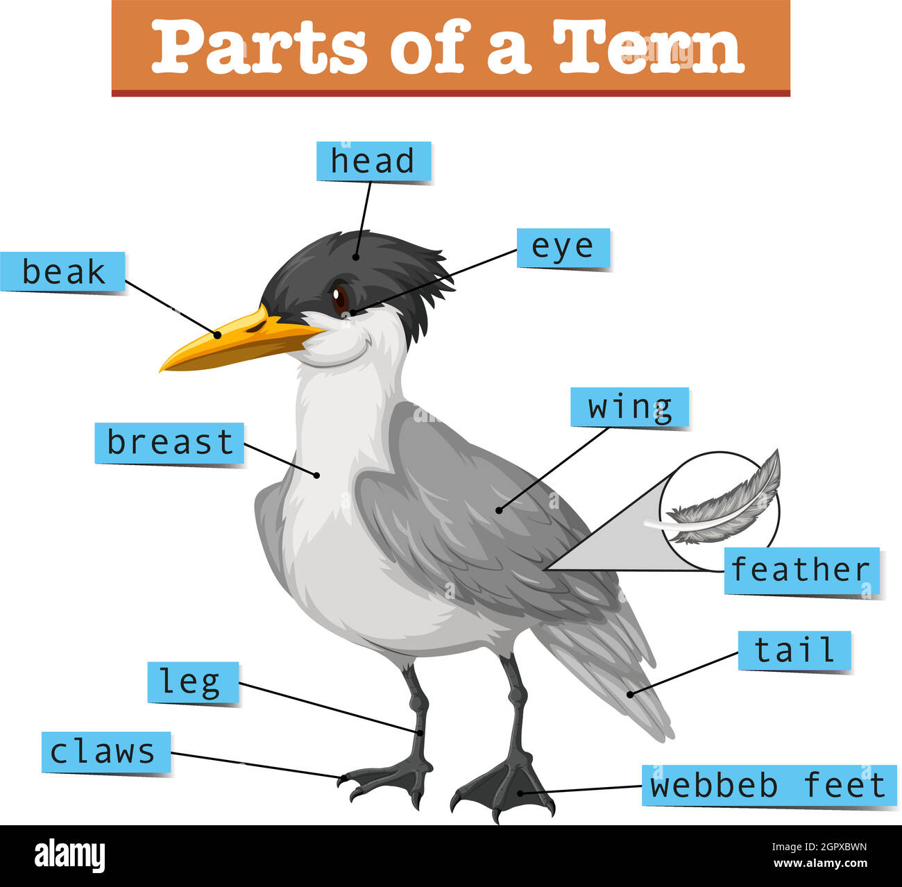 Diagram showing parts of tern Stock Vector