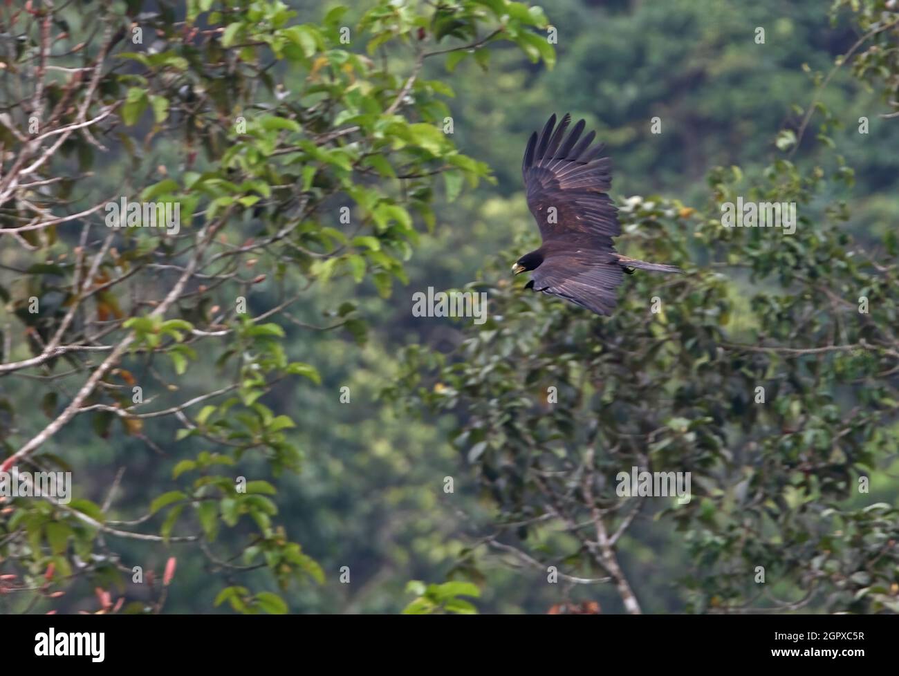Black Eagle (Ictinaetus malayensis perniger) sub-adult in flight over forest Sinharaja, Sri Lanka               December Stock Photo