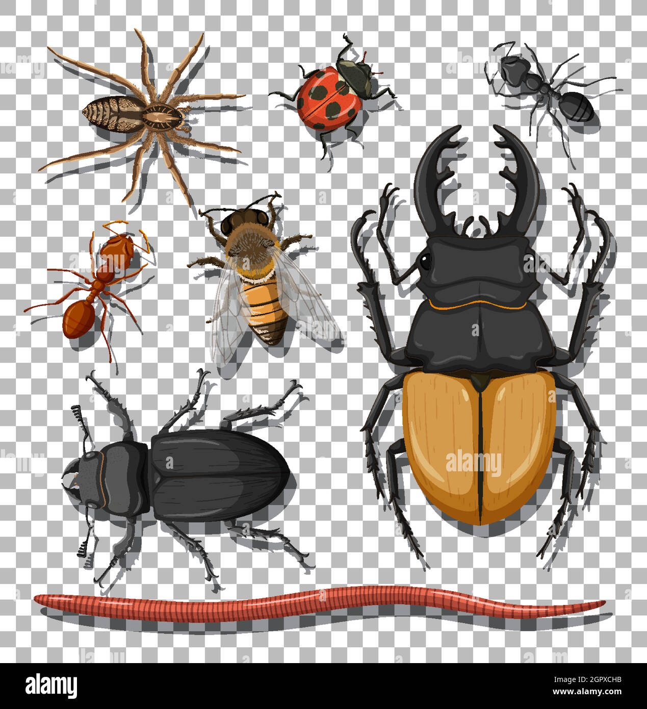 Set of different insects on transparent background Stock Vector