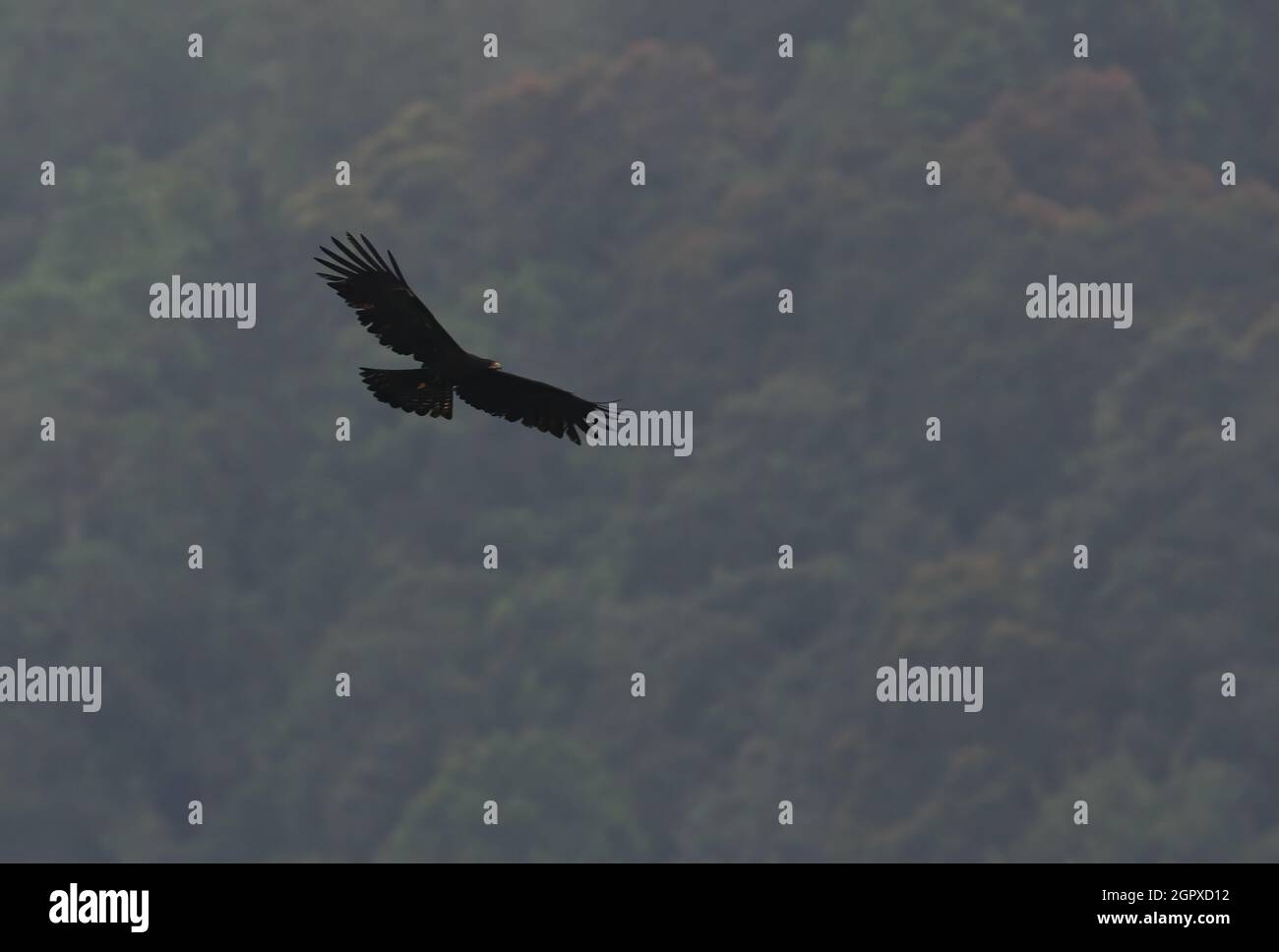 Black Eagle (Ictinaetus malayensis perniger) sub-adult in flight over forest Sinharaja, Sri Lanka               December Stock Photo
