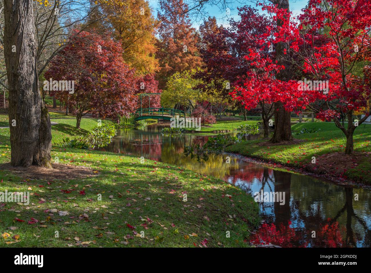 Picturesque setting of the water garden with aquatic plants and reflections of the bright vibrant colors of the trees in the pond with the small bridg Stock Photo