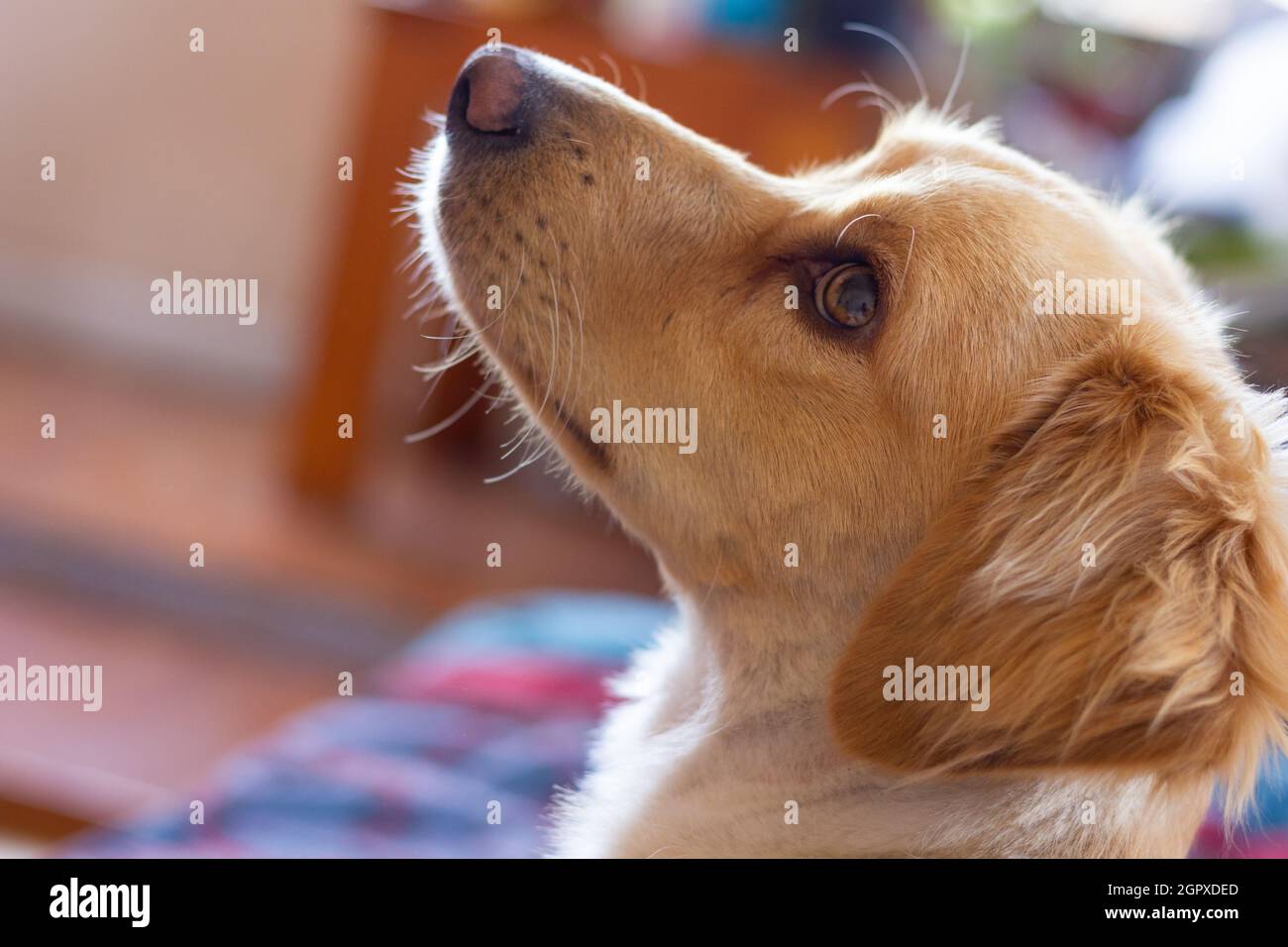 Cute portrait of golden retriever puppy dog looking sideways. Alert