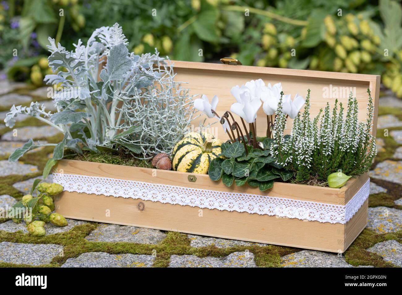 wooden box with white caclamen, heather flower, cushion bush and silver wort as floral decoration Stock Photo