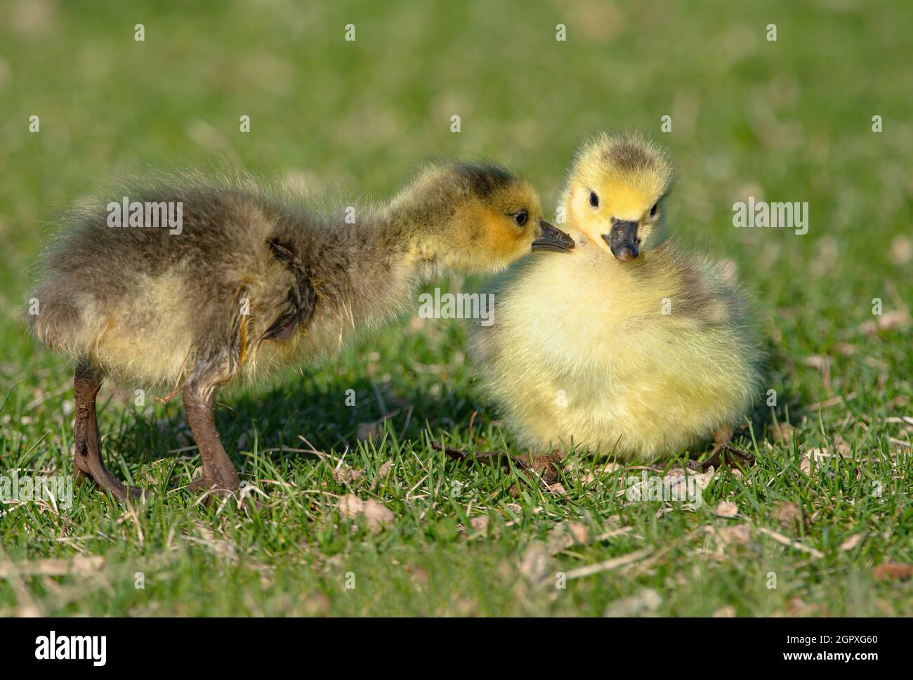 A baby Goose gets a mouthful of downy feathers as it nips on its sibling. Stock Photo
