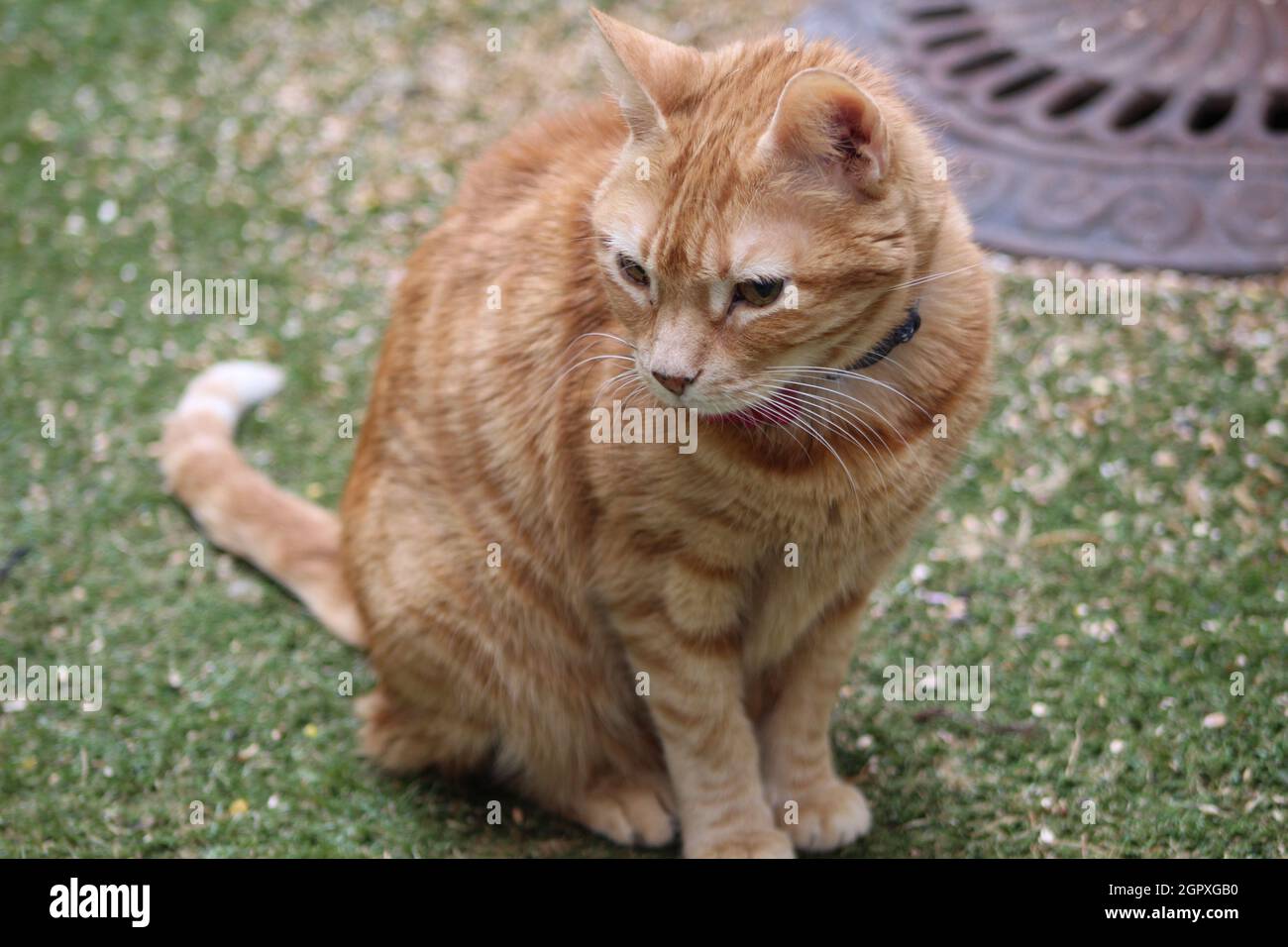 Cat Sitting Down Stock Photo Alamy