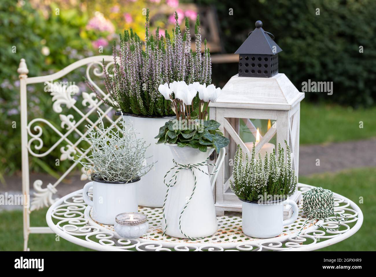autumn garden decoration with white cyclamen and heather flowers in vintage pots Stock Photo