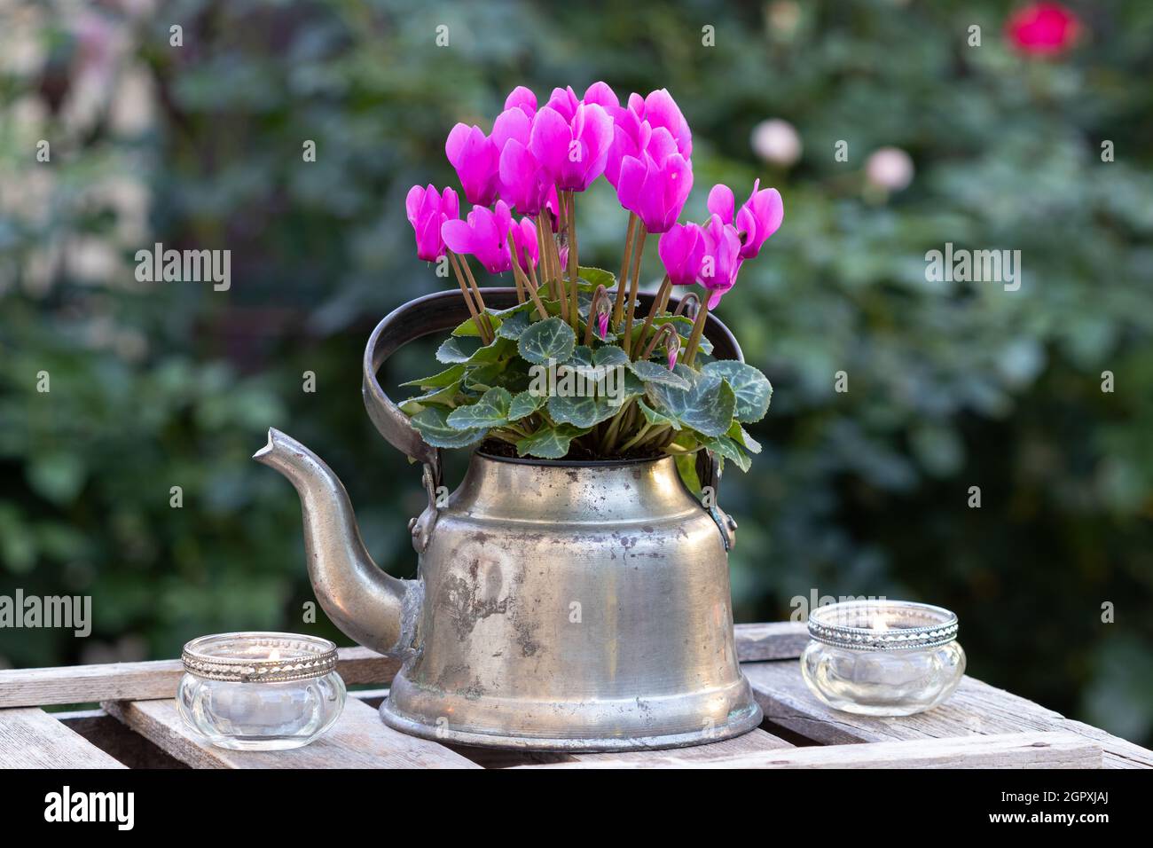 pink cyclamen flower in vintage tea pot as floral decoration Stock Photo