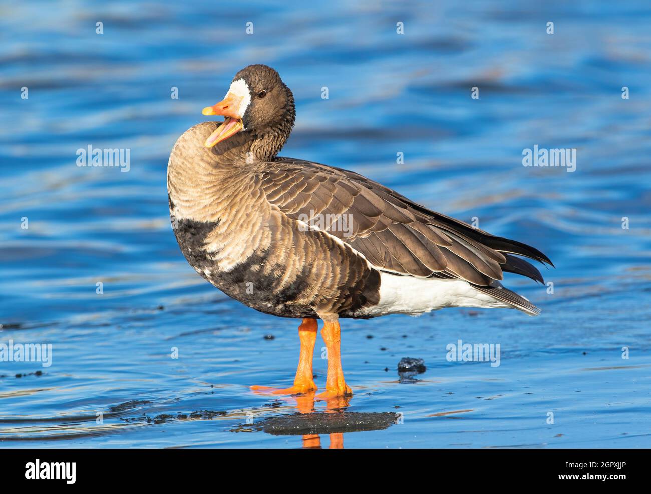 A full-bodied close up of a Greater White Fronted Goose, honking, while standing on the icy shoreline of a blue water lake on a sunny Winter day. Stock Photo