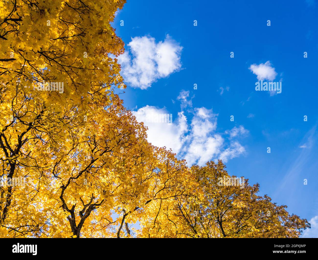 autumn vivid yellow maple trees foliage on blue sky with white clouds ...