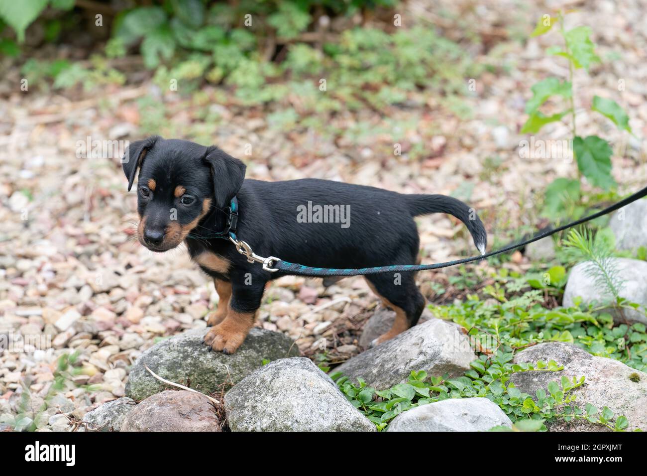 Jack russell terrier dachshund hi-res stock photography and images - Alamy