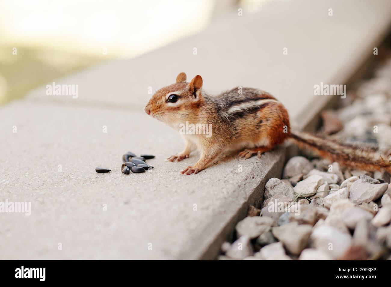 Chipmunk Eating Sunflower Seeds. Wild Animal In Nature Outdoor. Stock Photo