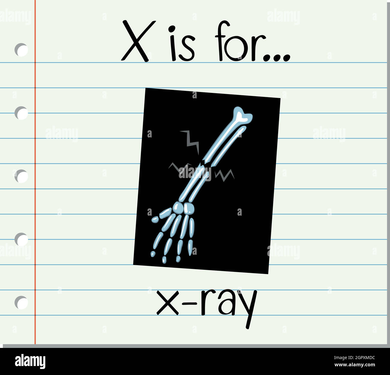 Flashcard letter X is for xray Stock Vector Image & Art Alamy