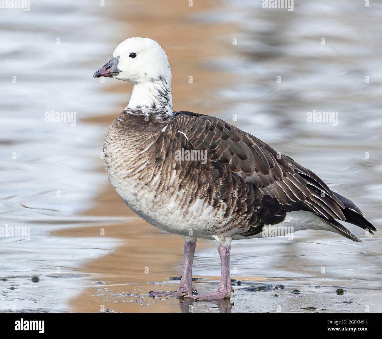A Ross's Goose Hybrid stands on the shoreline of an icy lake Stock