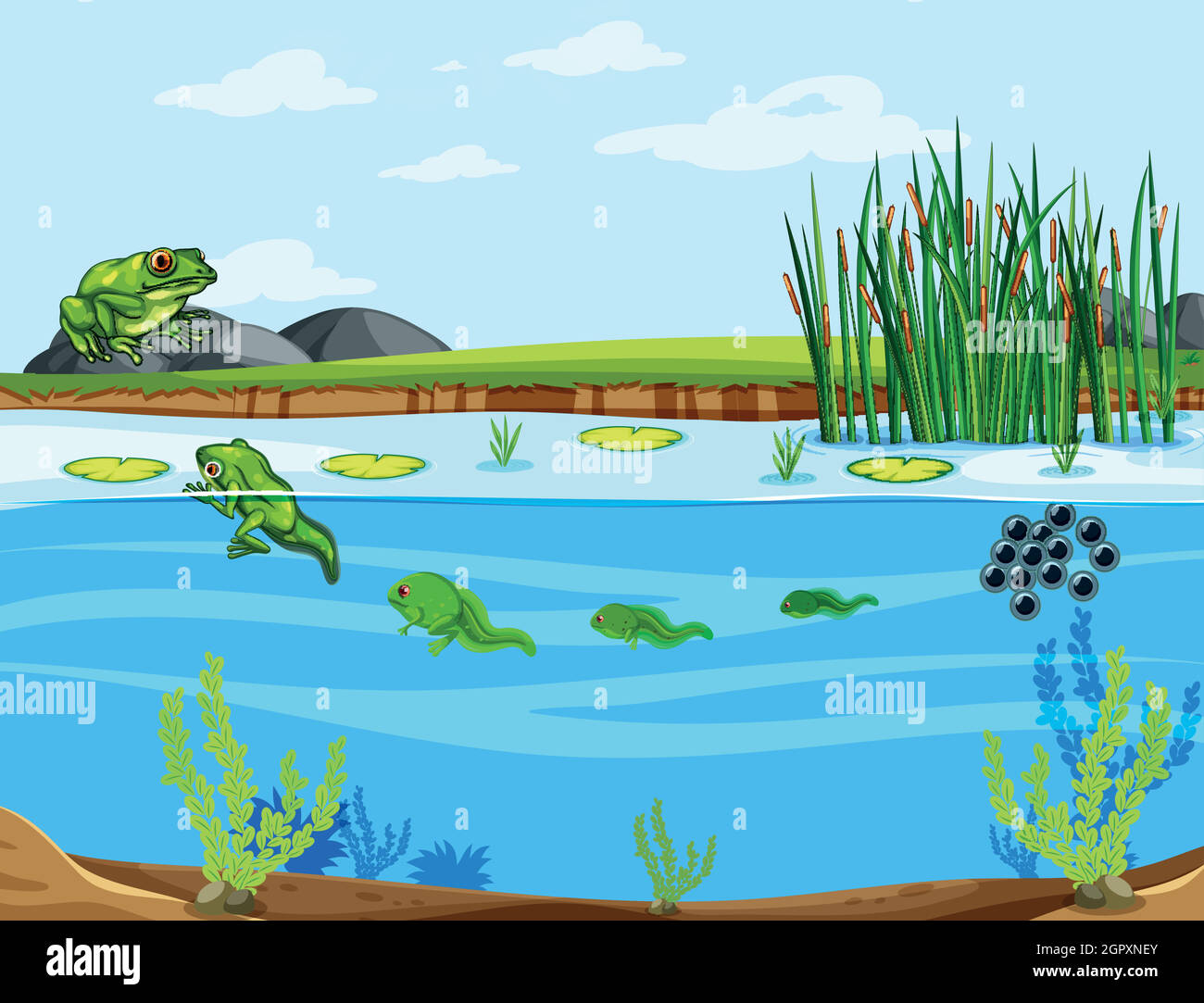 diagram-showing-life-cycle-of-frog-stock-vector-image-art-alamy