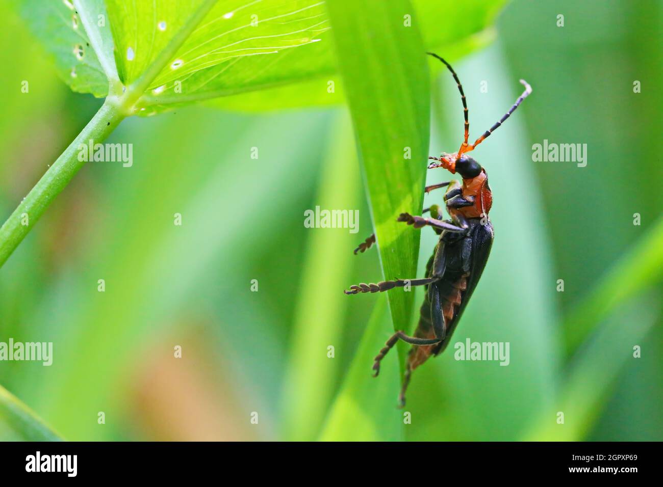 Close-up Of Insect On Plant Stock Photo