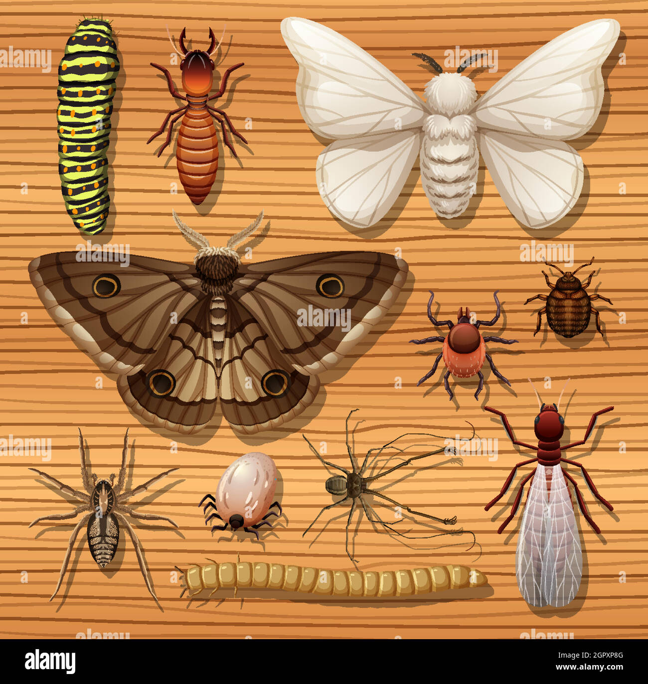 Set of different insects on wooden wallpaper background Stock Vector ...